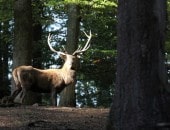 Rothirsch im Wildpark Daun