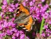Schmetterling in Bl&uuml;tenpracht