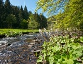 Sch&ouml;ner Bachlauf an einer gro&szlig;er Waldlichtung
