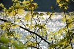 Stausee Bitburg in Biersdorf am See
