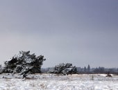 Steinley, Hohes Venn<br />
