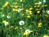 Wiese mit "Pusteblumen"