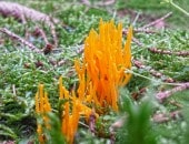 Wundersch&ouml;ner Moosboden